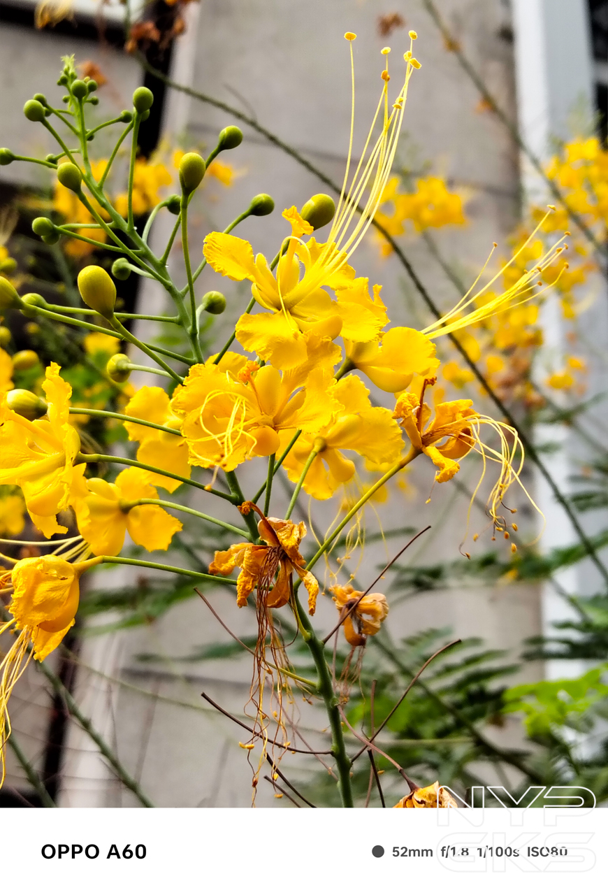 OPPO-A60-2x-Portrait-5824