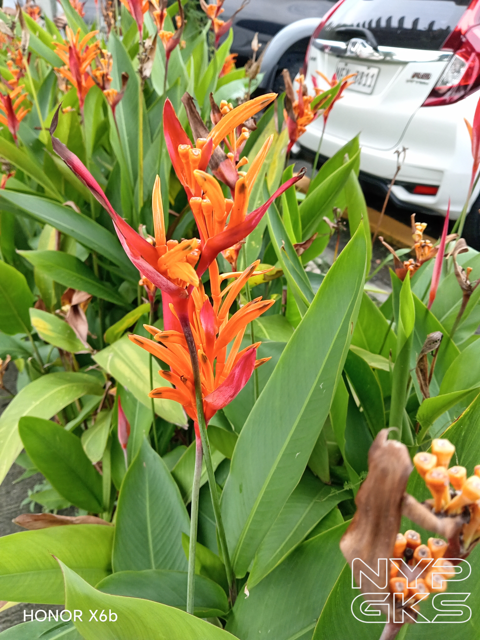 HONOR-X6b-Camera-Samples-5925