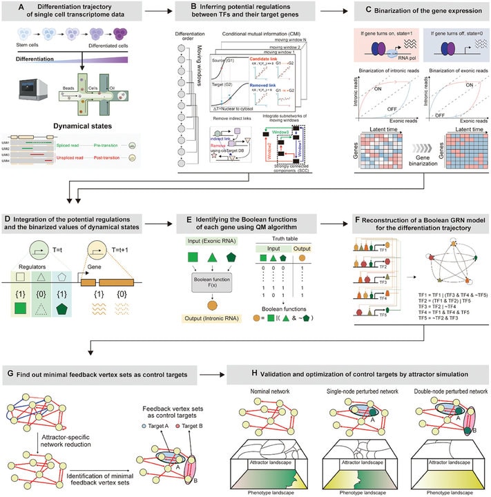 Restore-cancer-cells-normal-cells-study