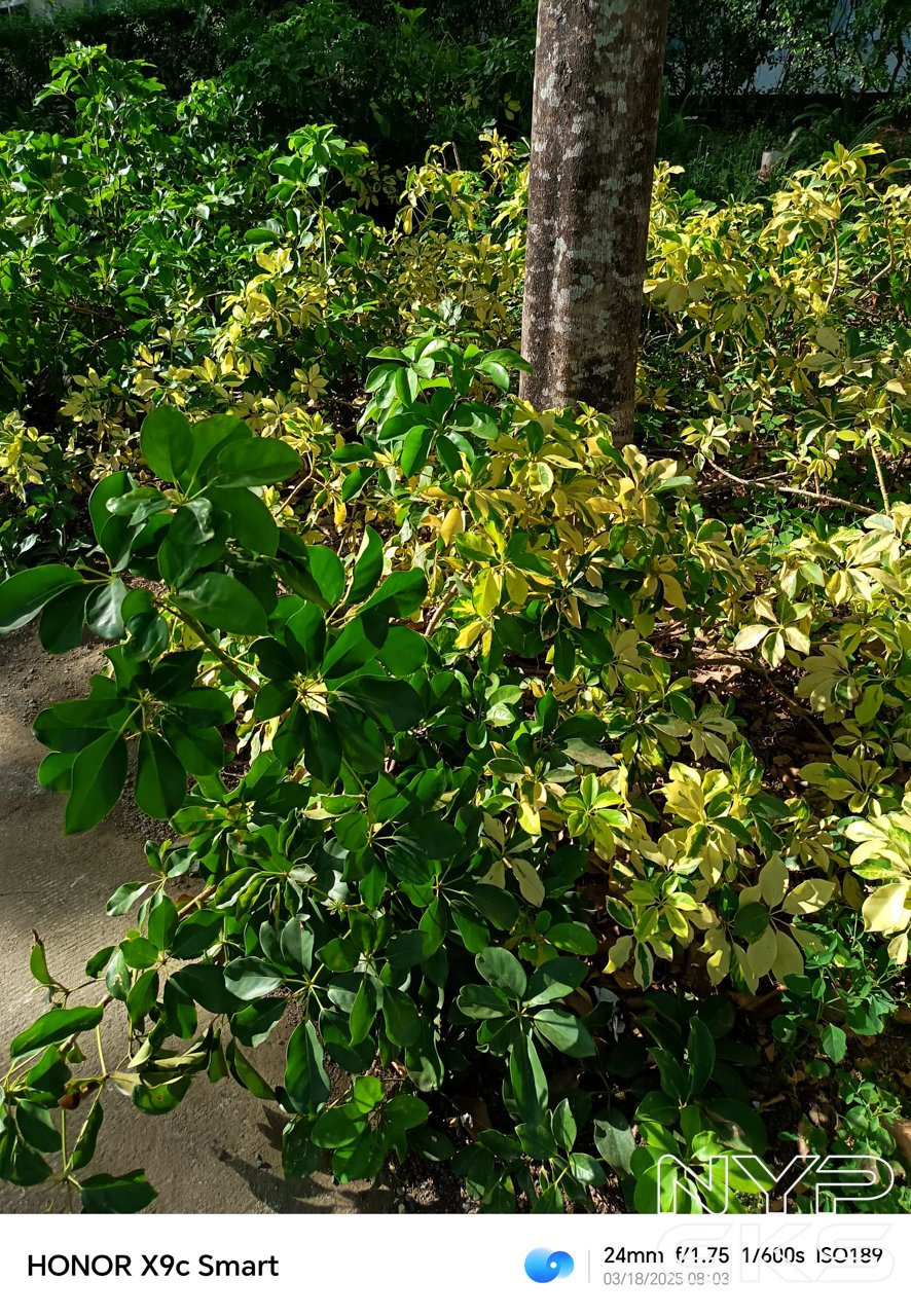 HONOR-X9c-Smart-Camera-Samples-5912