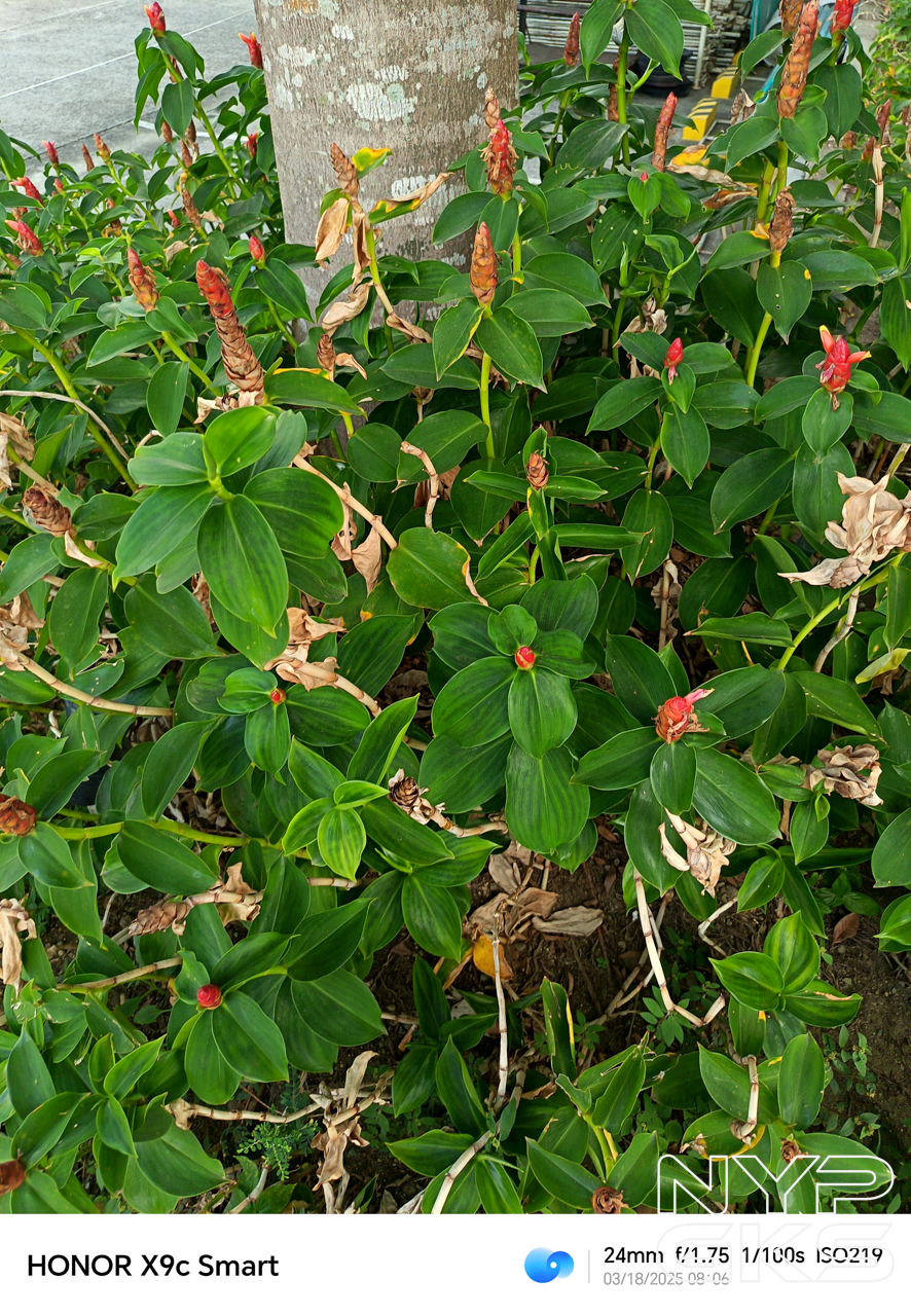 HONOR-X9c-Smart-Camera-Samples-5917