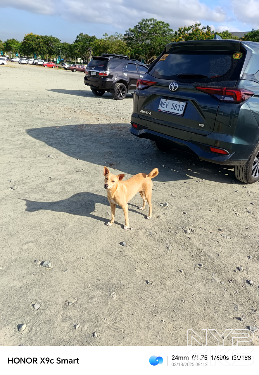 HONOR-X9c-Smart-Camera-Samples-5919