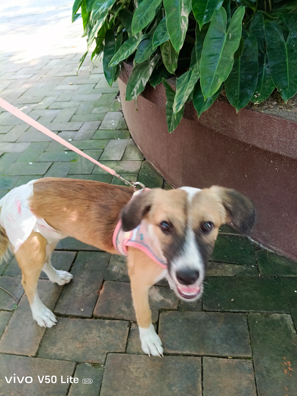 vivo-V50-Lite-5G-Camera-Samples-5384