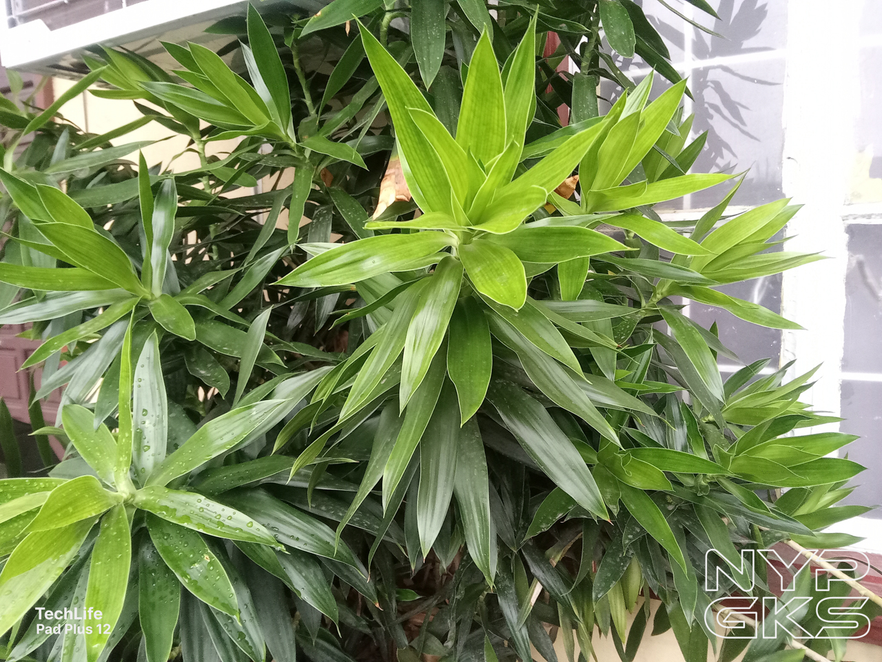 TechLife-Pad-Plus-12-Camera-Samples-5380