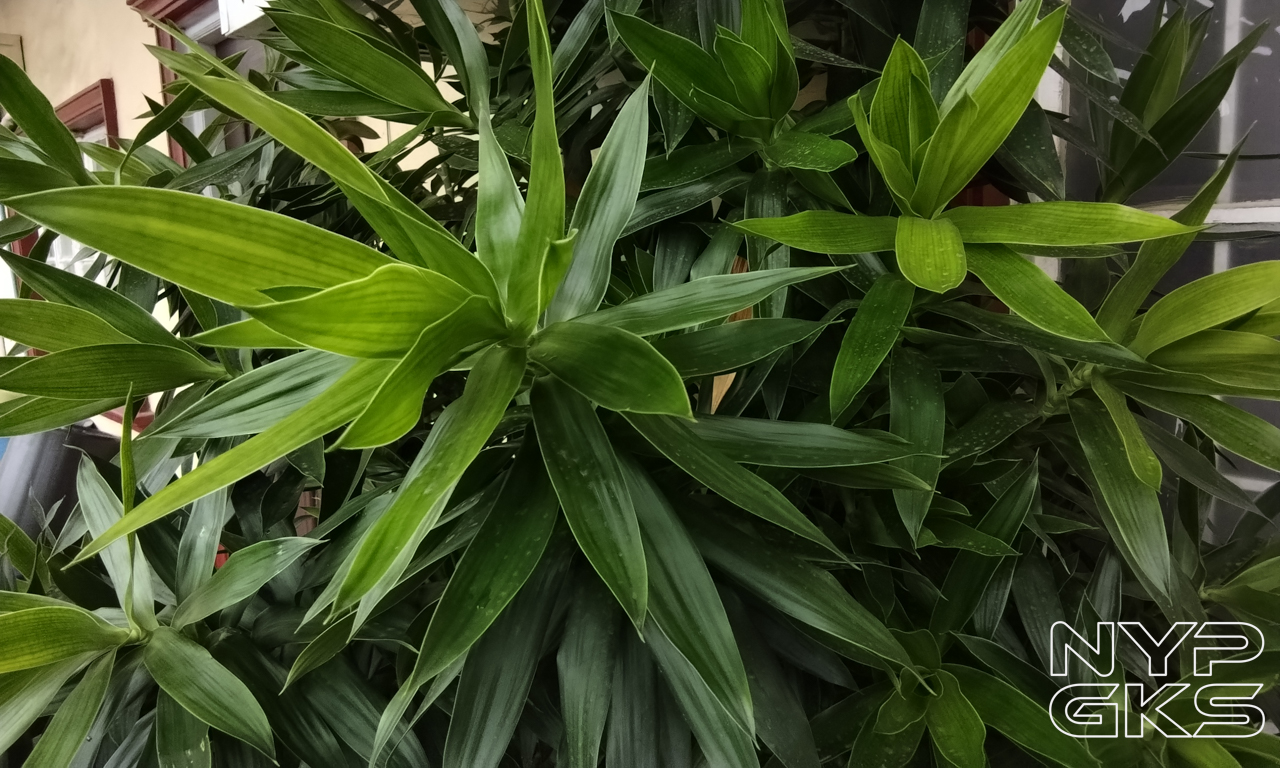 HONOR-Pad-X9a-Camera-Samples-5380