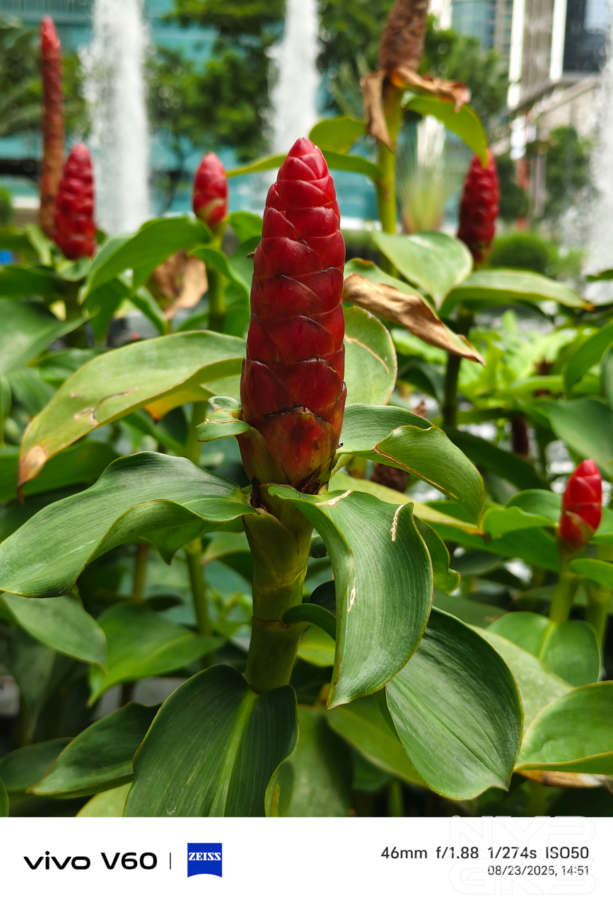 vivo-V60-Portrait-5991