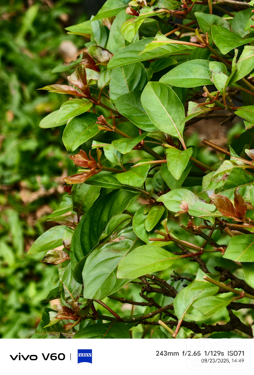 vivo-V60-Telephoto-5991