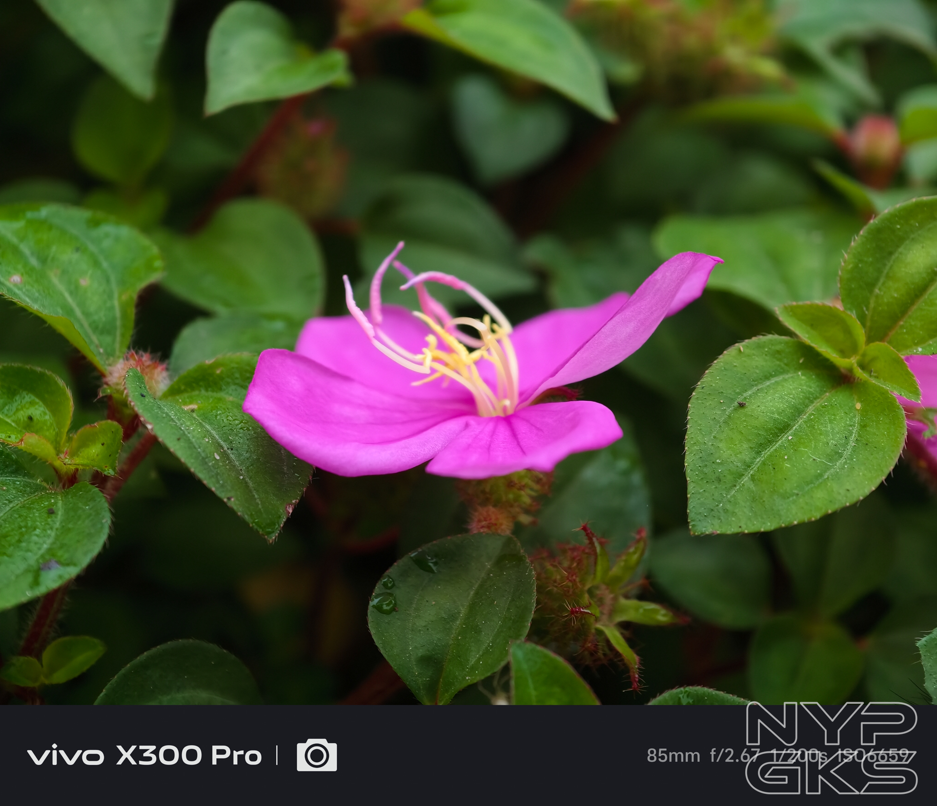 vivo-X300-Pro-Telephoto-5597