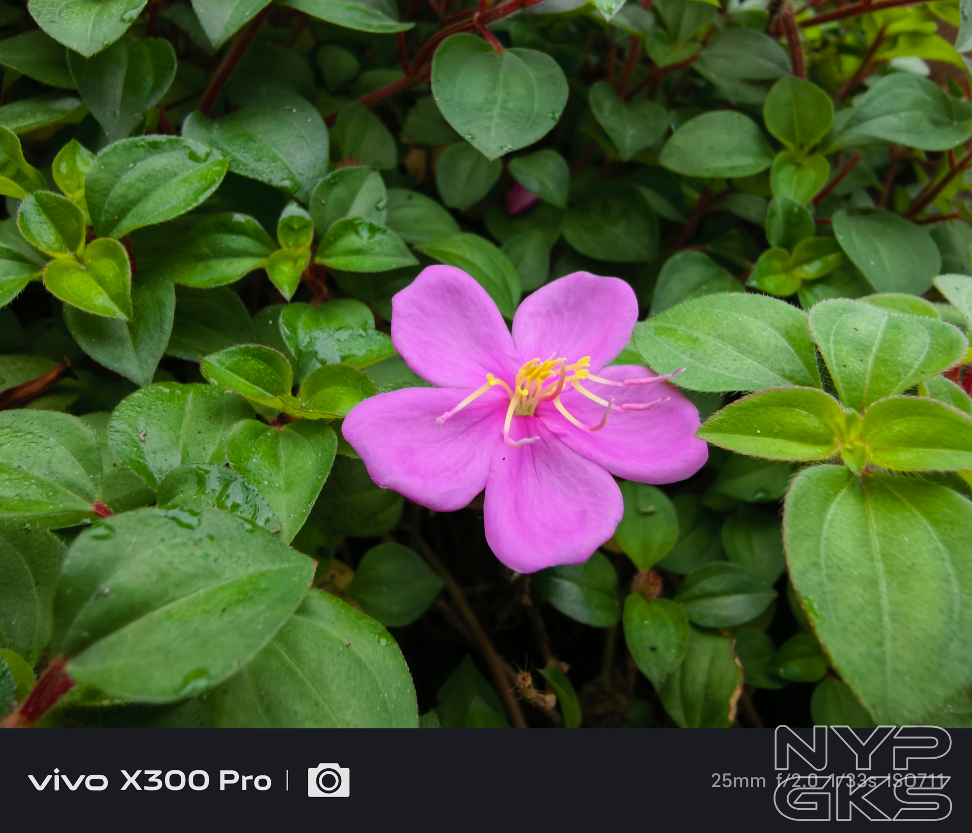 vivo-X300-Pro-Ultra-Wide-5695