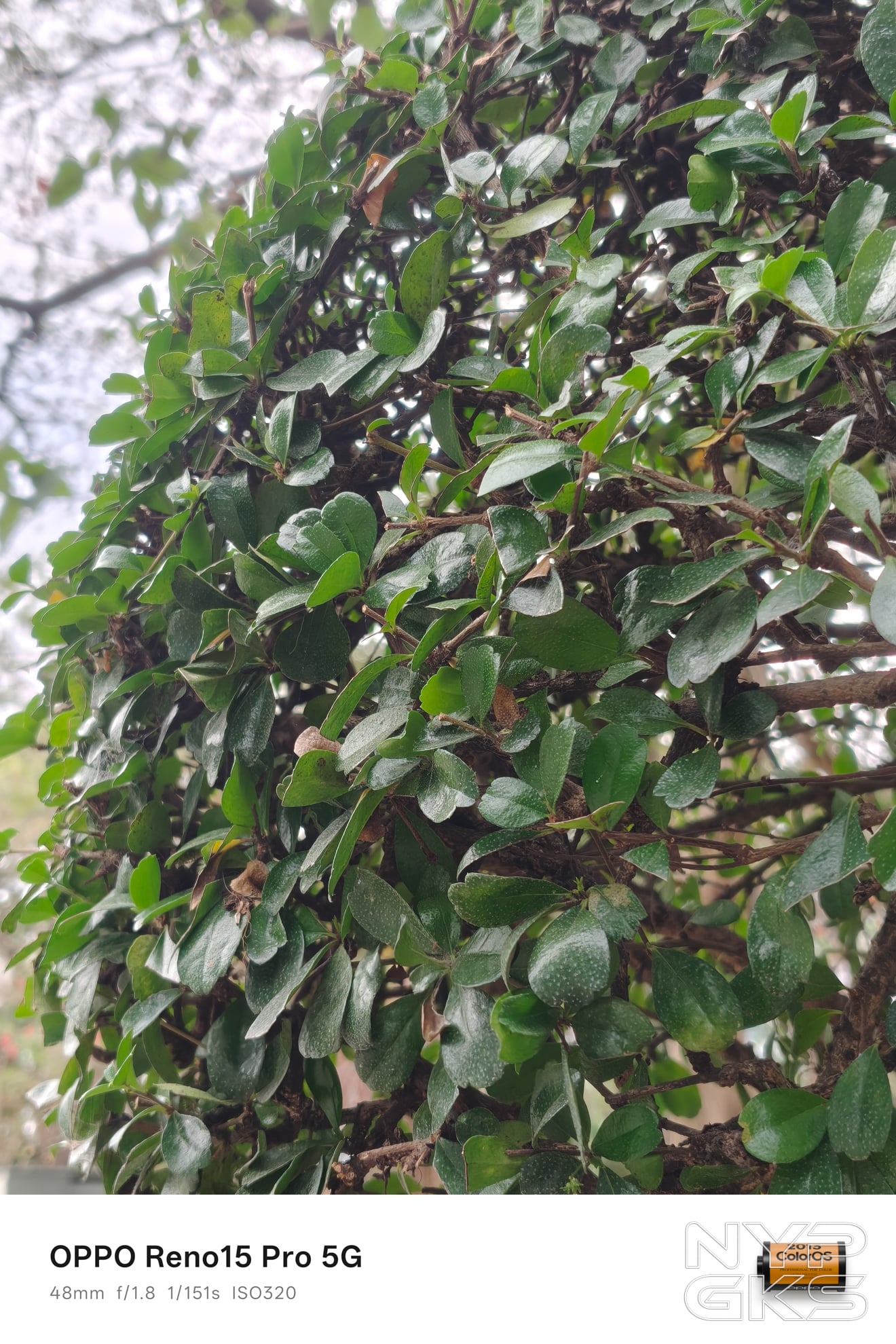 OPPO-Reno15-Pro-2x-Zoom-5761