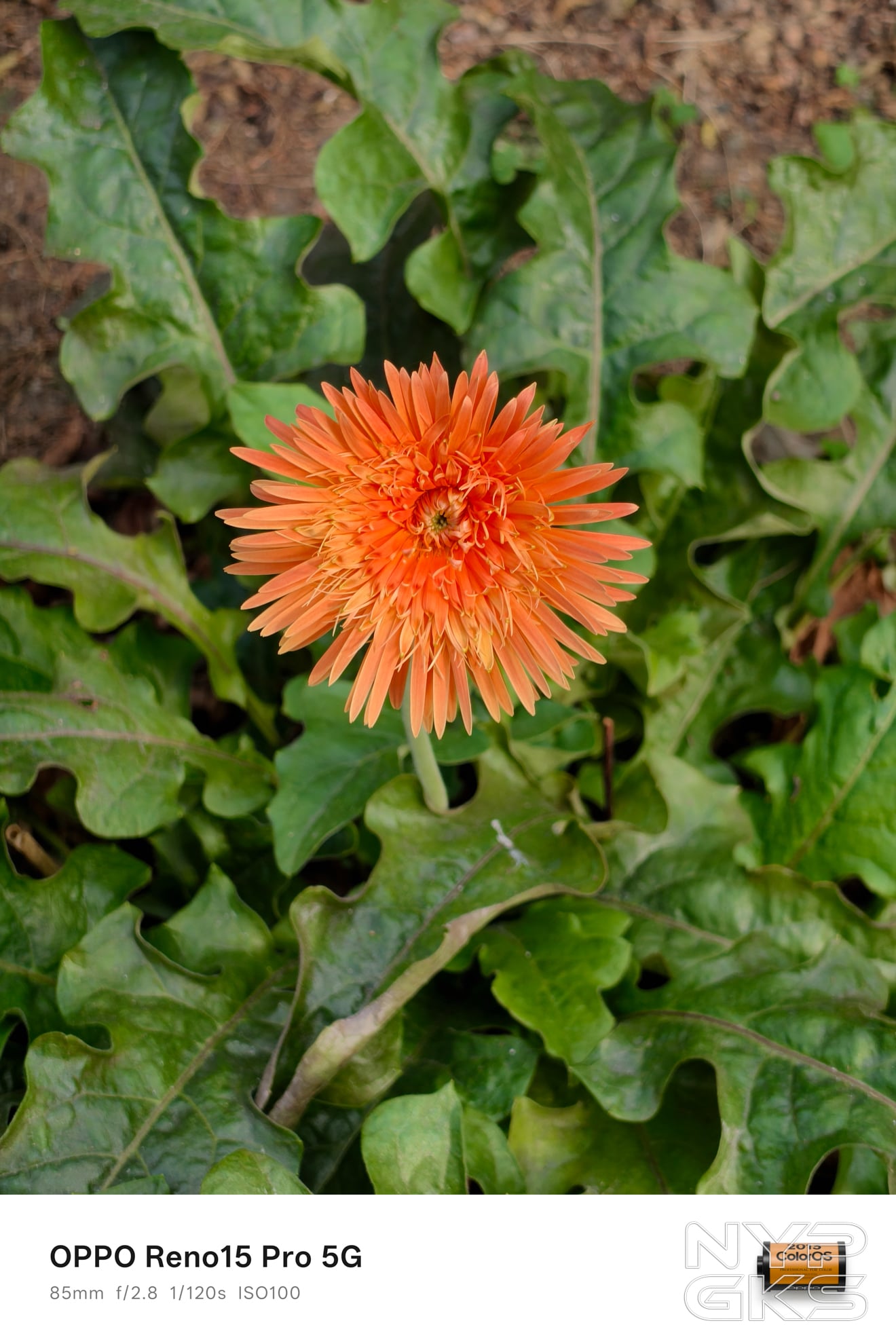 OPPO-Reno15-Pro-Telephoto-5761