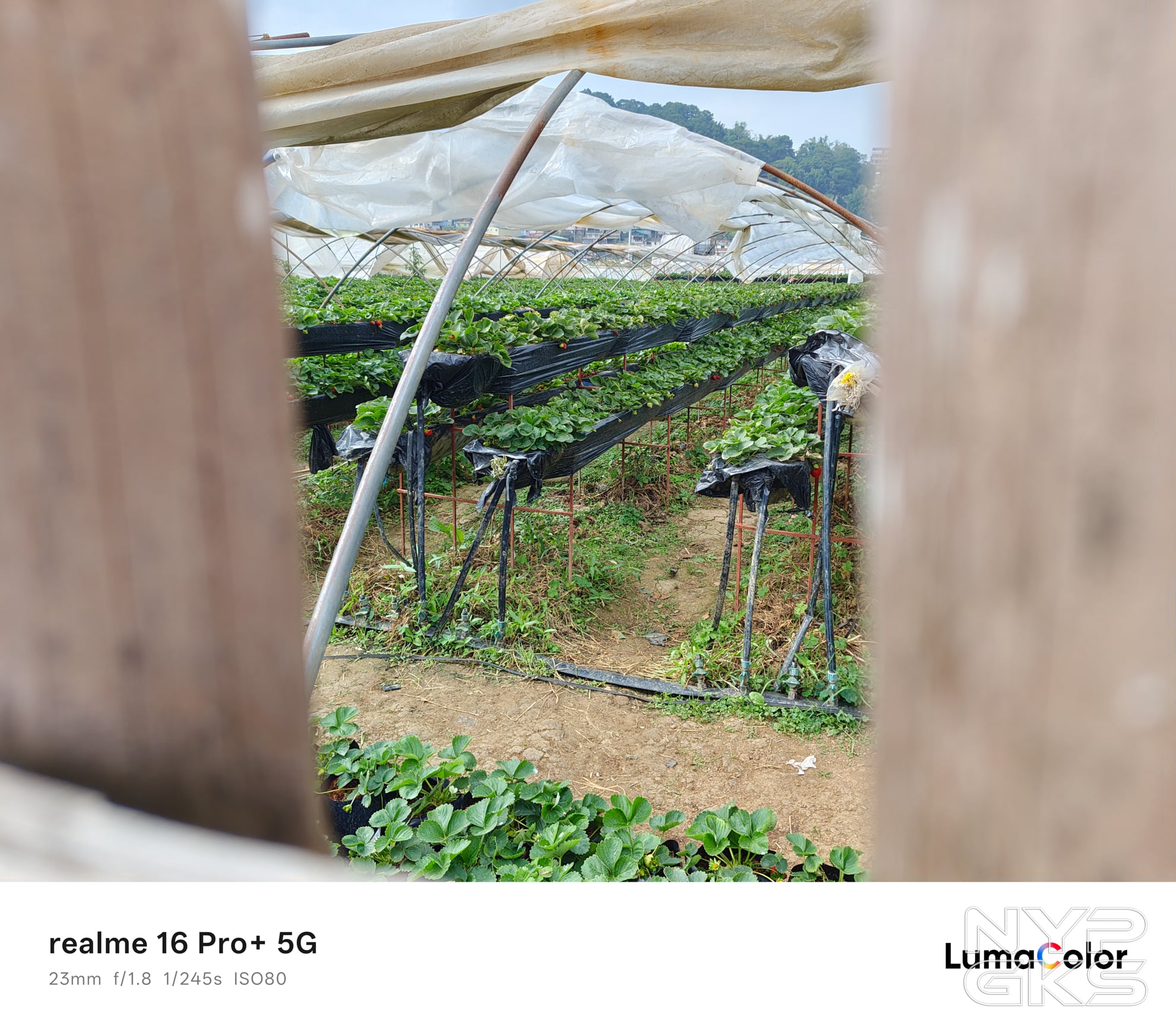 realme-16-Pro-Plus-Camera-Samples-5165