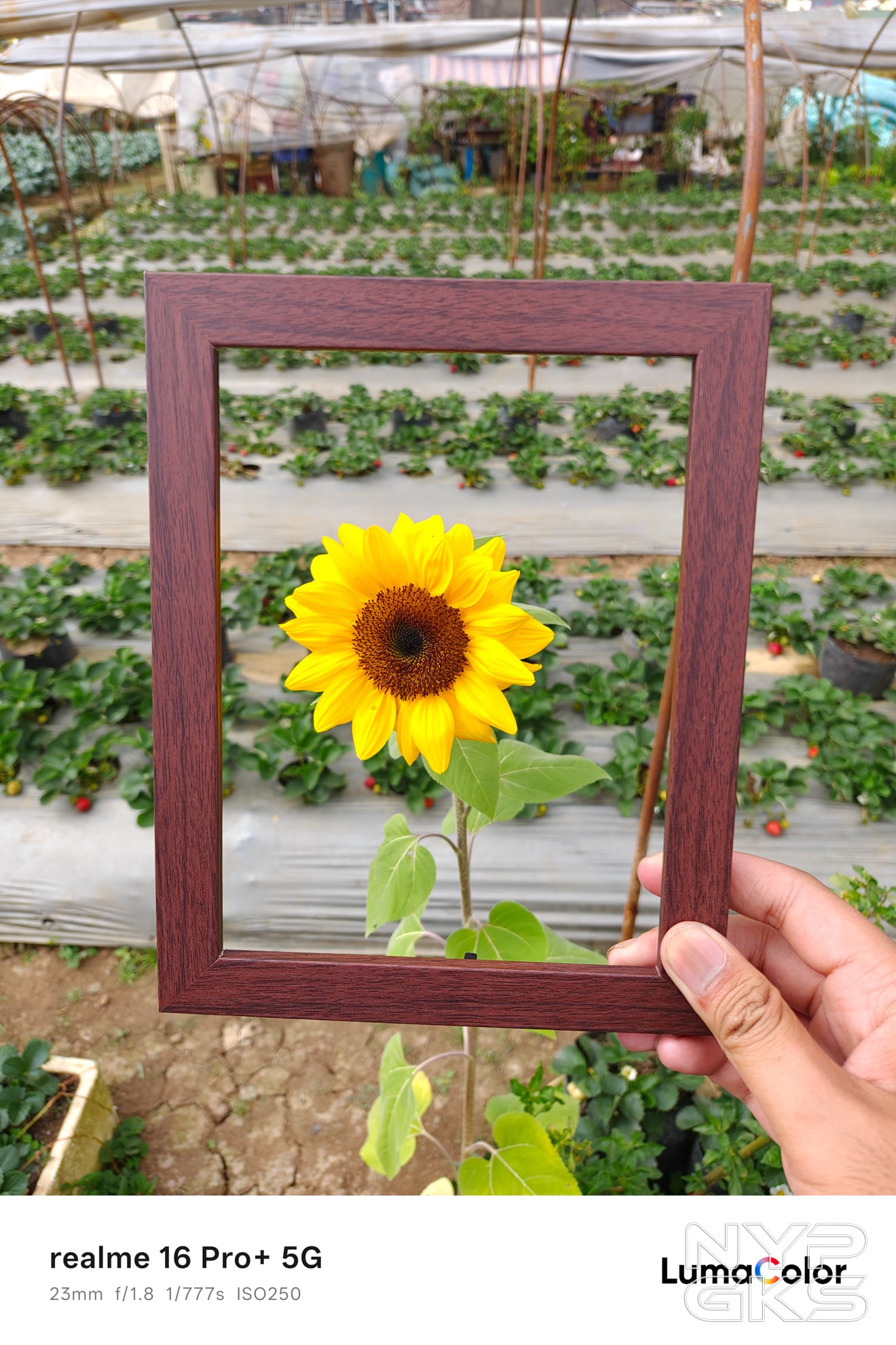 realme-16-Pro-Plus-Camera-Samples-5166