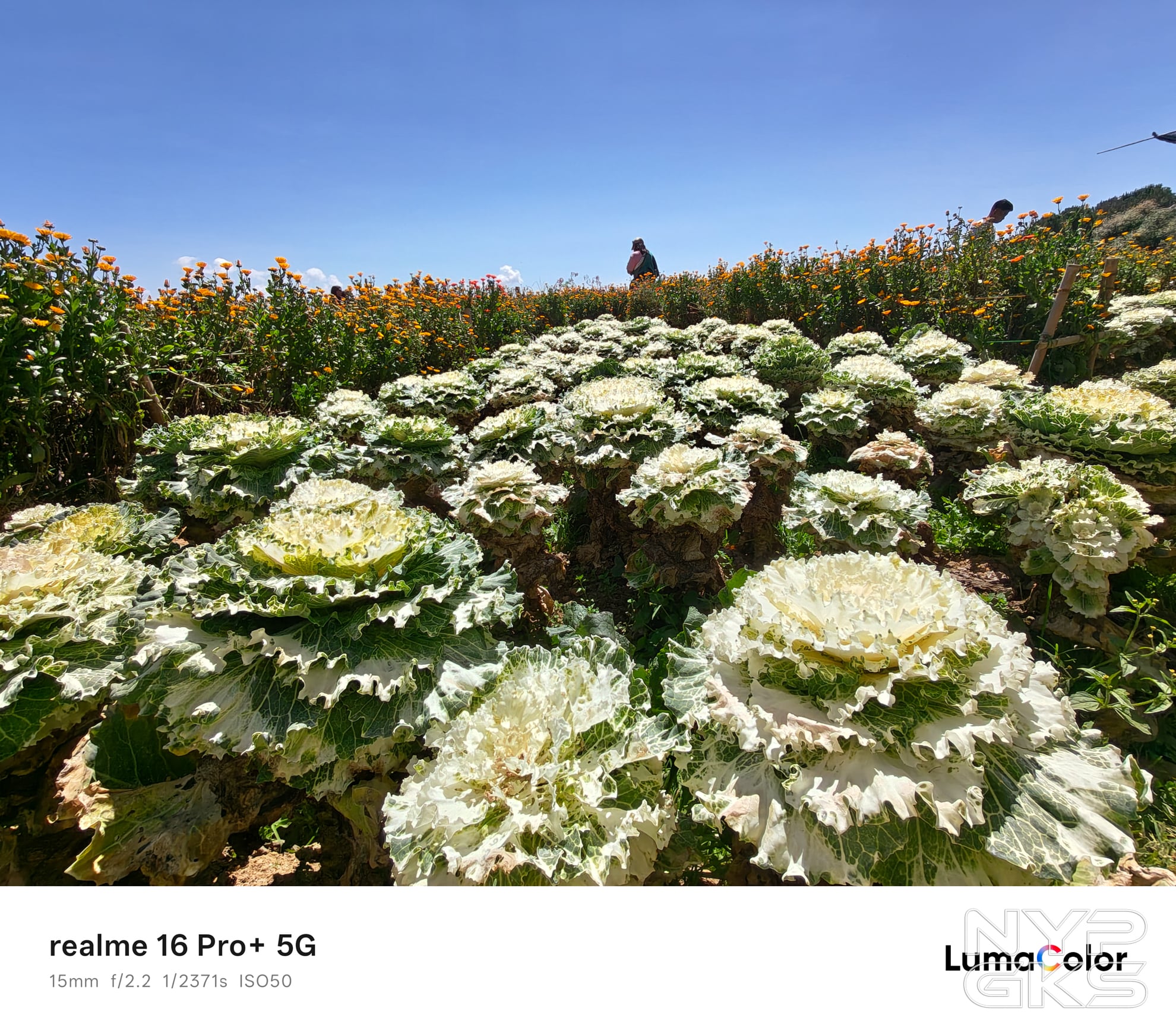 realme-16-Pro-Plus-Ultra-Wide-5166